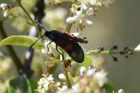 Zygaena trifolii