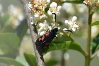 Zygaena trifolii