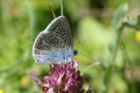 Polyommatus icarus