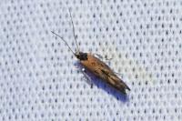 Mompha idaei