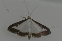 Cydalima perspectalis