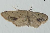 Idaea dimidiata