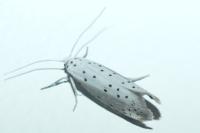 Yponomeuta