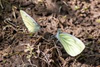 Pieris napi