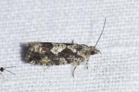 Zeiraphera isertana