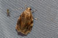 Archips xylosteana