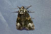 Craniophora ligustri