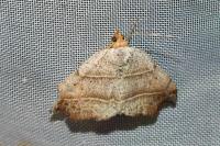 Laspeyria flexula