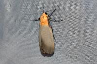 Lithosia quadra