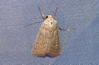 Hoplodrina ambigua