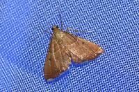 Endotricha flammealis