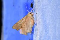 Ennomos erosaria
