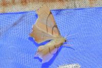 Ennomos erosaria