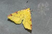Opisthograptis luteolata
