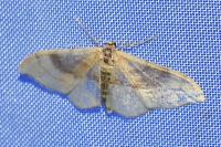 Idaea degeneraria