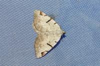 Macaria wauaria