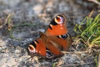 Aglais io