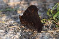 Aglais io