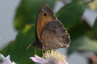 Maniola jurtina