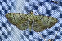 Pasiphila rectangulata