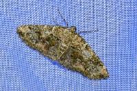 Cleorodes lichenaria