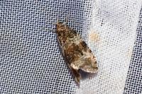 Orthotaenia undulana