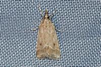 Eudonia pallida