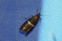 Elegia similella