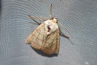 Charanyca trigrammica