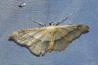 Idaea aversata
