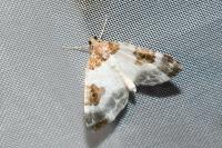 Plemyria rubiginata