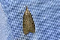 Aphomia sociella
