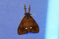 Orgyia antiqua