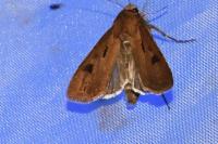 Agrotis exclamationis