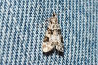 Eudonia delunella