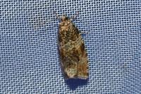 Celypha lacunana