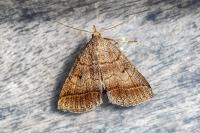 Zanclognatha lunalis