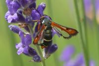Pyropteron chrysidiforme