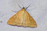 Sitochroa verticalis