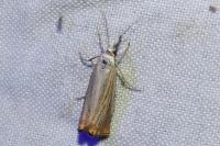 Chrysoteuchia culmella