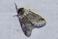 Furcula furcula