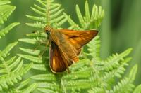 Ochlodes sylvanus
