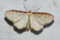 Idaea humiliata