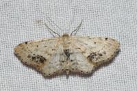 Idaea dimidiata