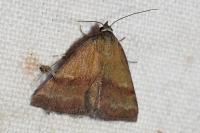 Phytometra viridaria