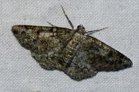 Cleorodes lichenaria