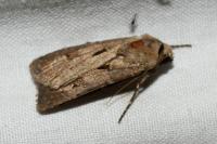 Agrotis exclamationis
