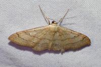 Idaea aversata