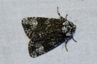 Craniophora ligustri