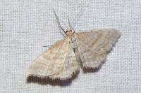 Idaea macilentaria